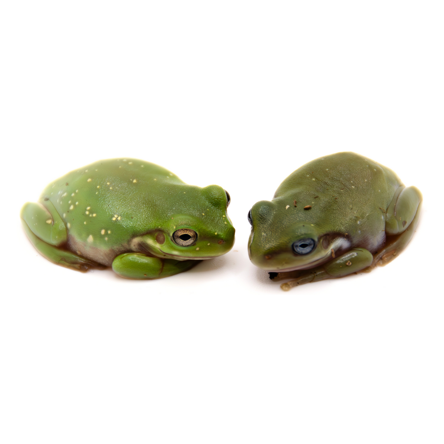 Tree Frogs