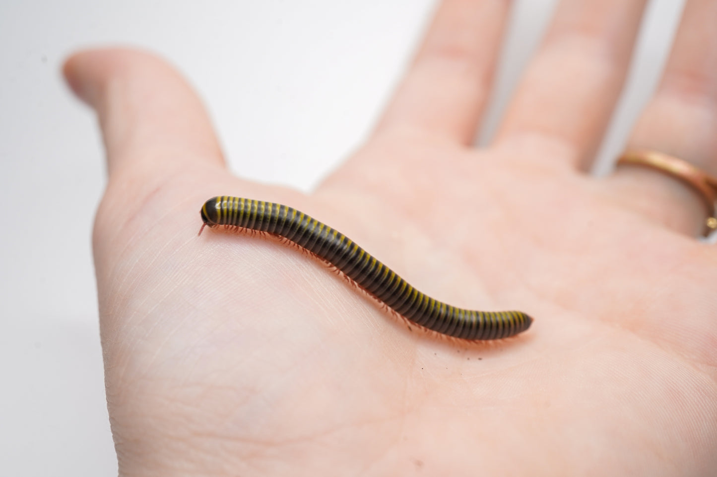 Bumblebee Millipede