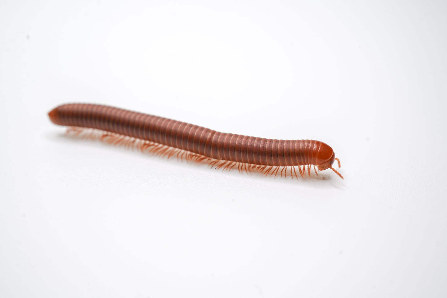Scarlet Millipede
