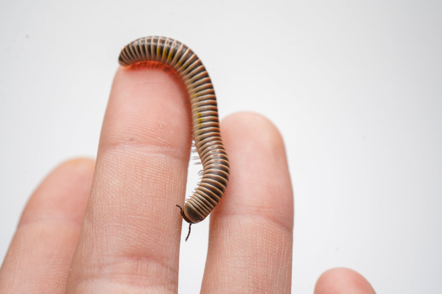 Ivory Millipede