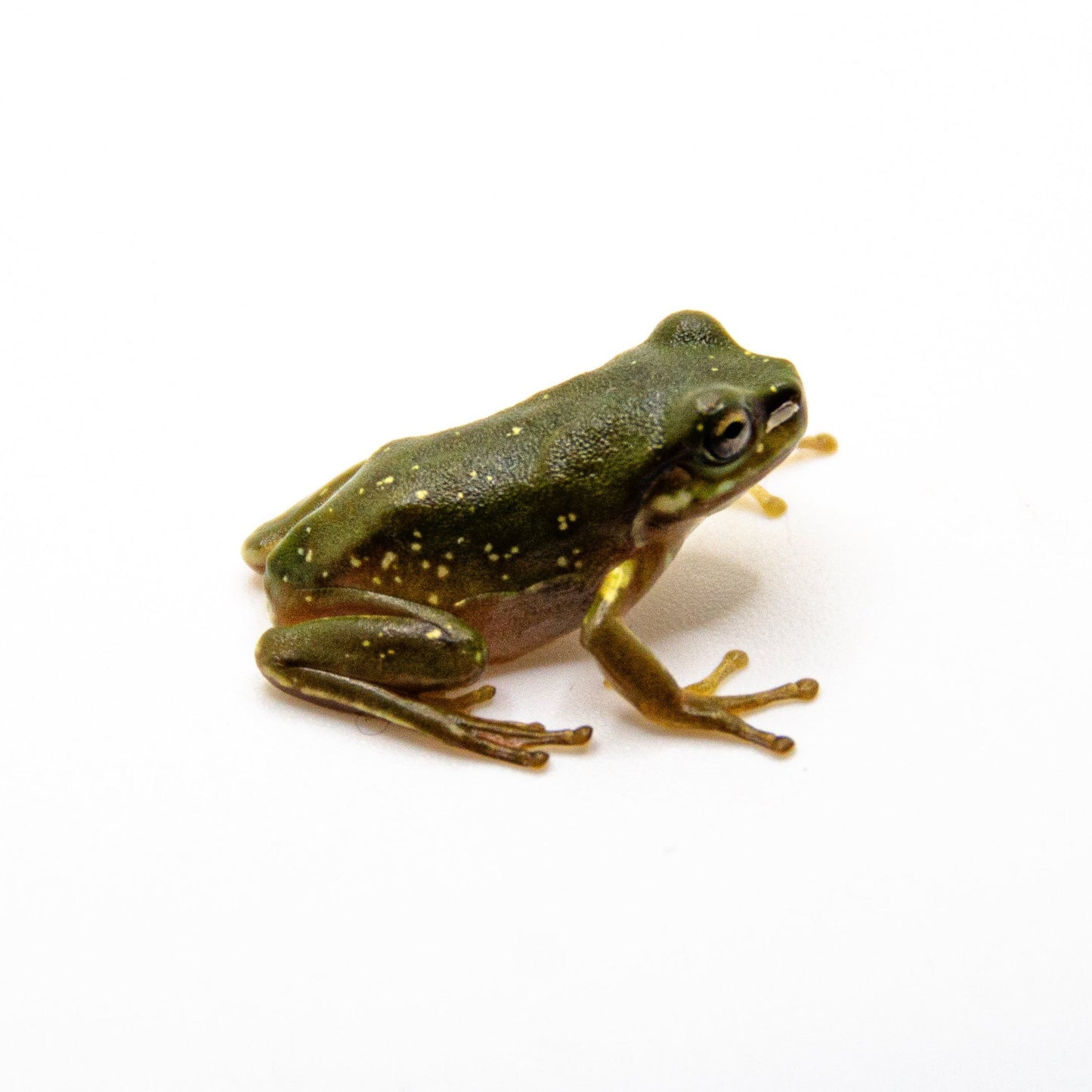 Snowflake Baby White’s Tree Frog WHOLESALE