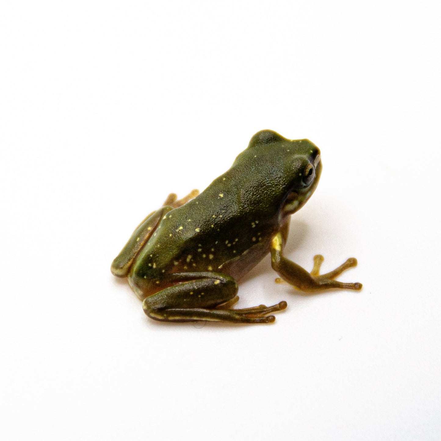 Snowflake Baby White’s Tree Frog WHOLESALE