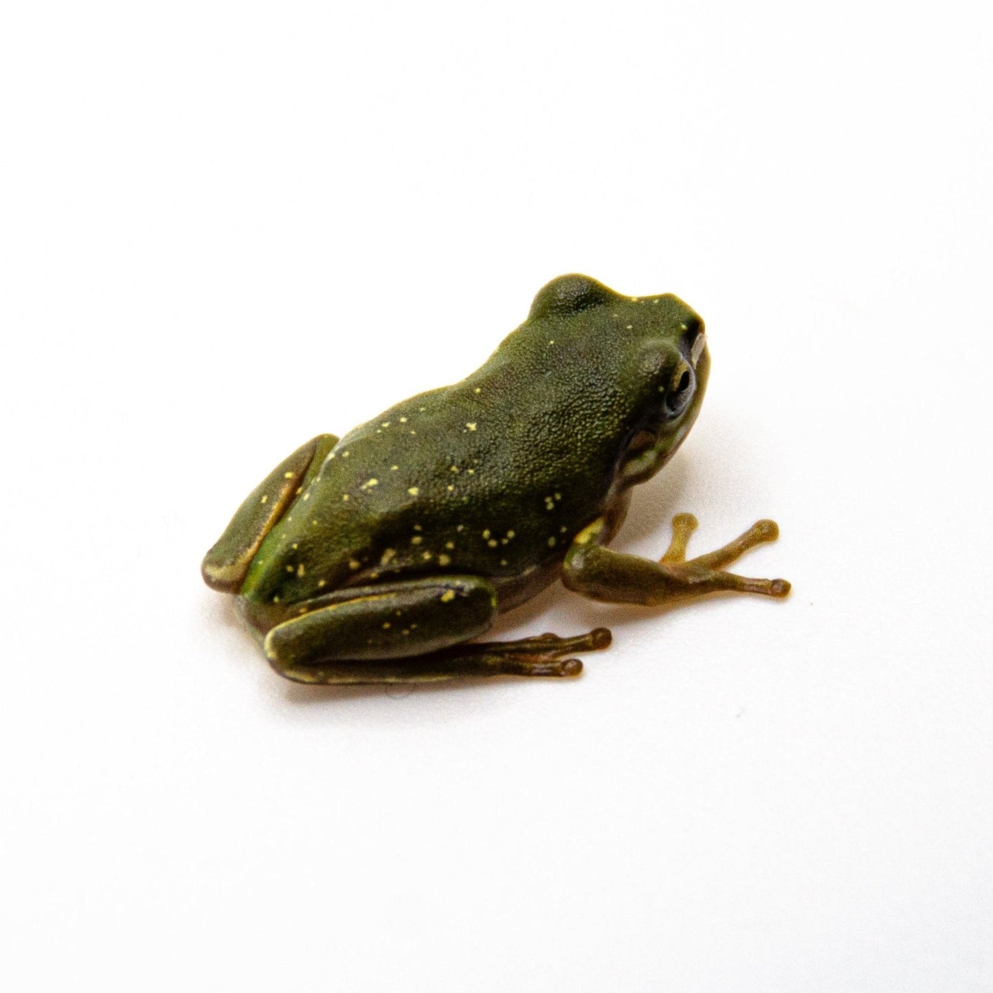 Snowflake Baby White’s Tree Frog WHOLESALE