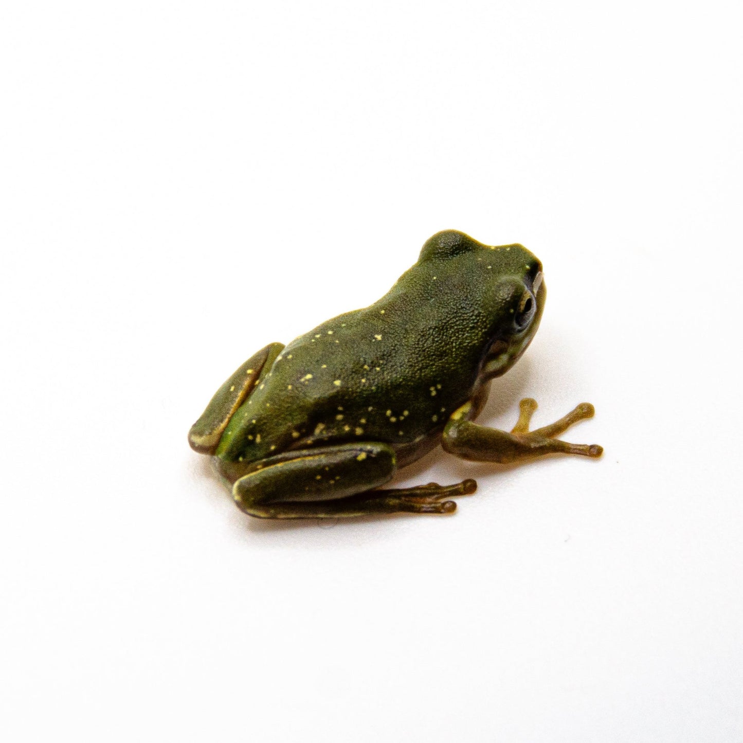 Snowflake Baby White’s Tree Frog WHOLESALE
