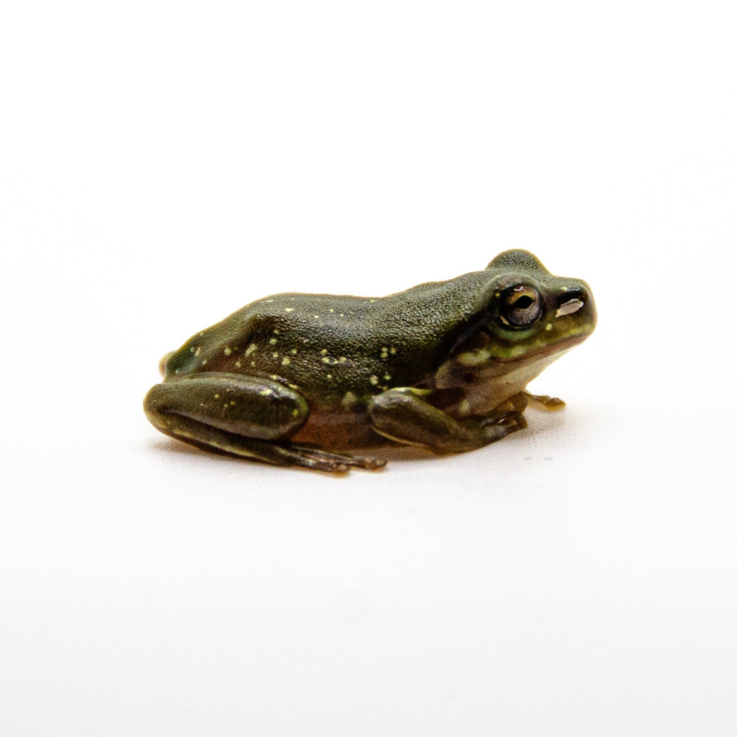 Snowflake Baby White’s Tree Frog WHOLESALE