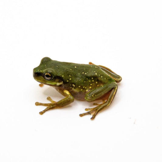 Snowflake Baby White’s Tree Frog