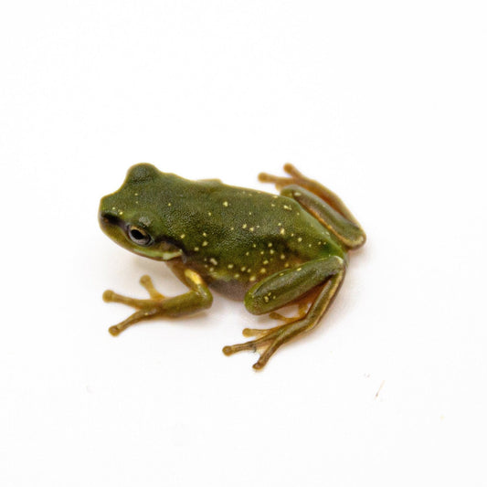 Snowflake Baby White’s Tree Frog