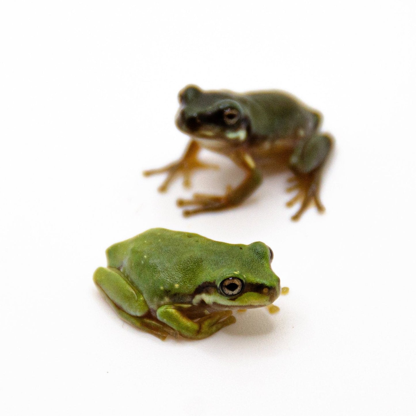 Baby White’s Tree Frog