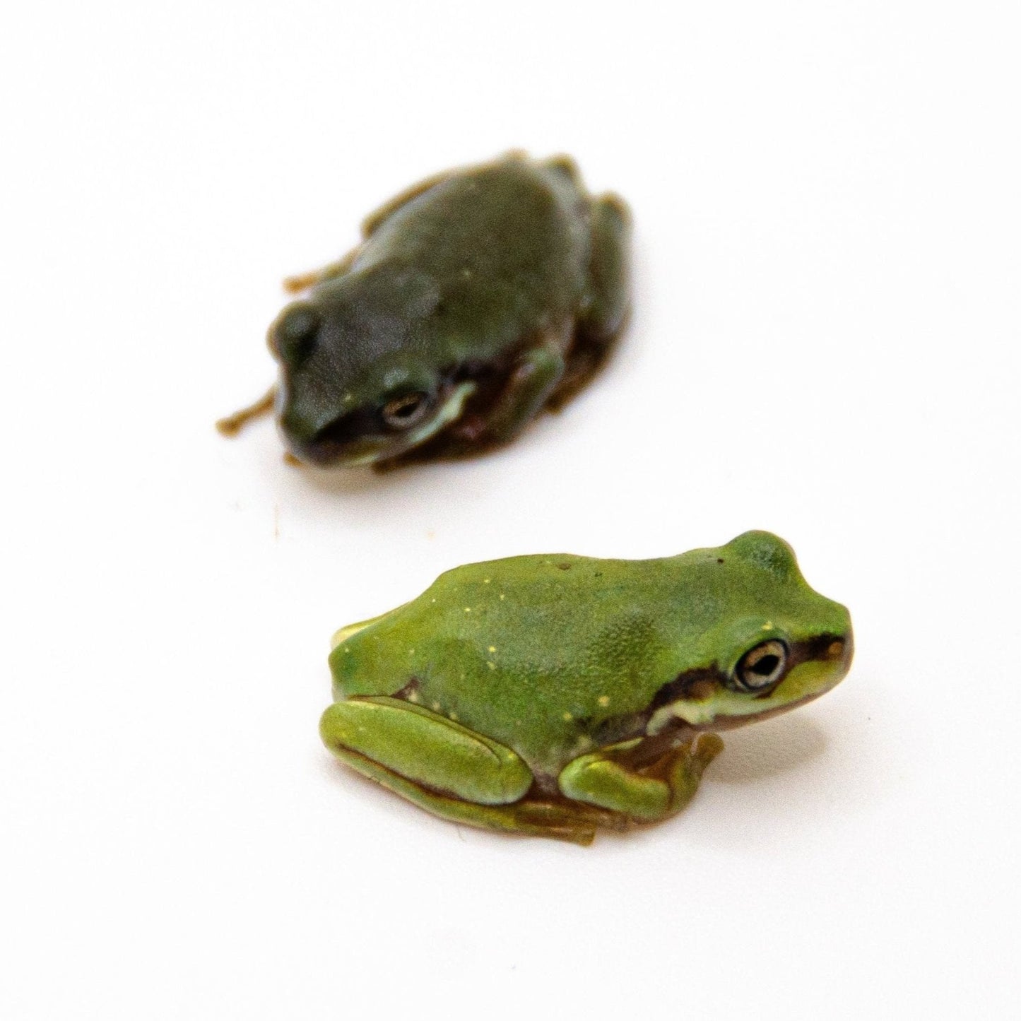 Baby White’s Tree Frog