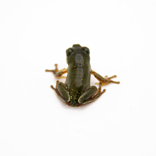 Baby White’s Tree Frog