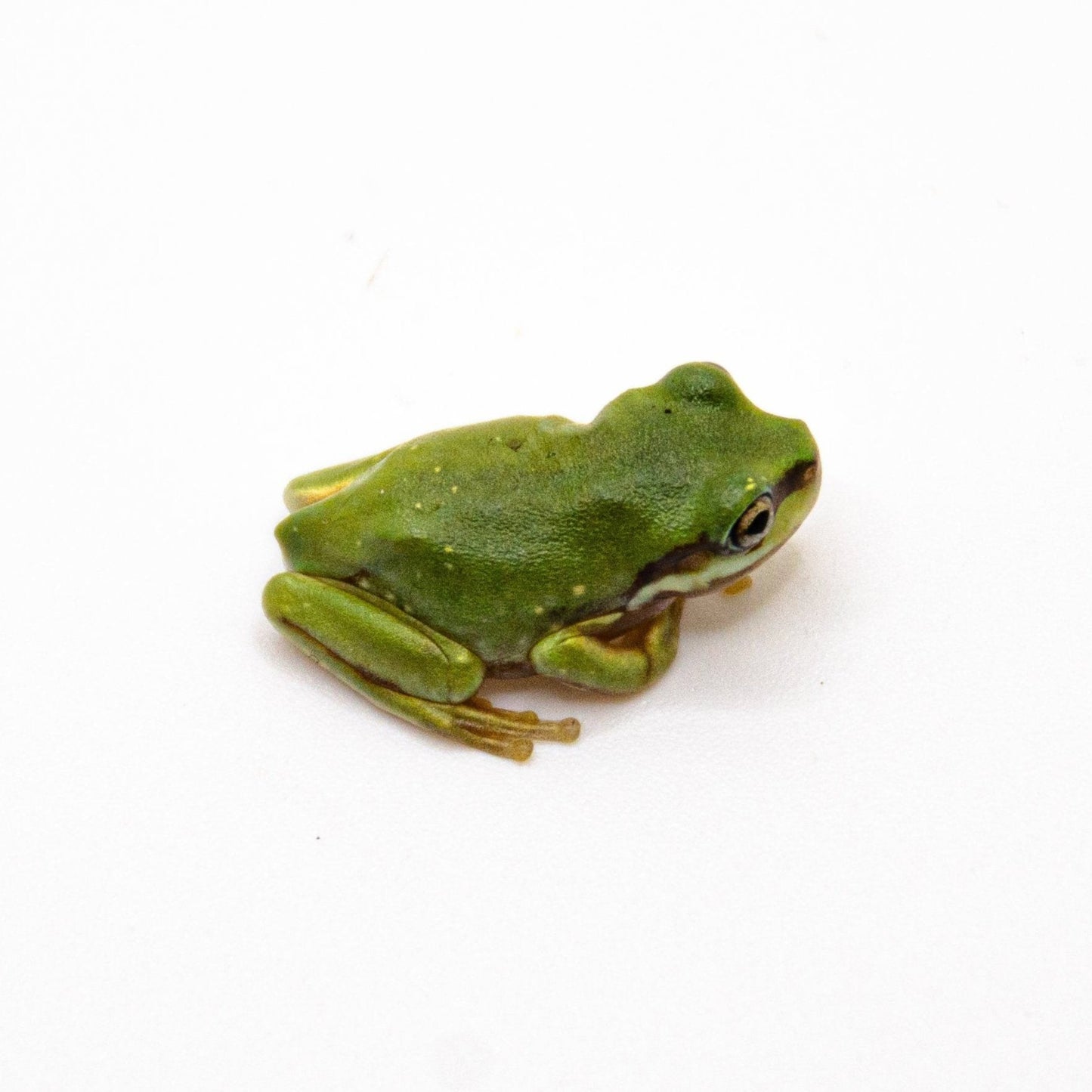 Baby White’s Tree Frog