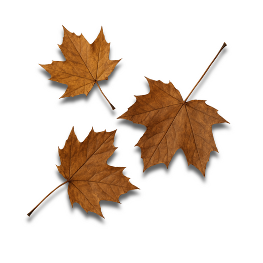 Leaf Litter