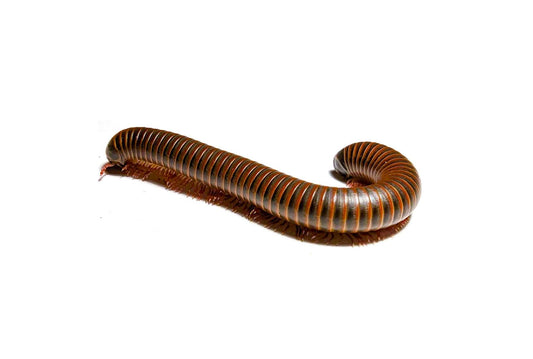 American Giant Millipede