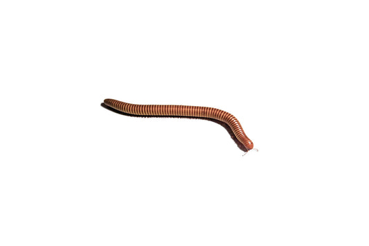 Giant gold millipede