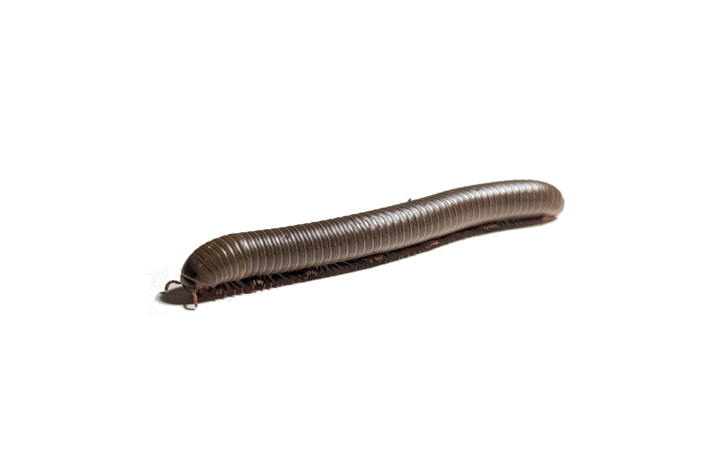 Smokey Oak Millipede