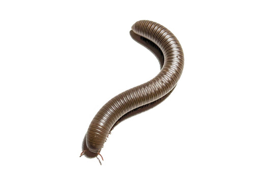 Smokey Oak Millipede
