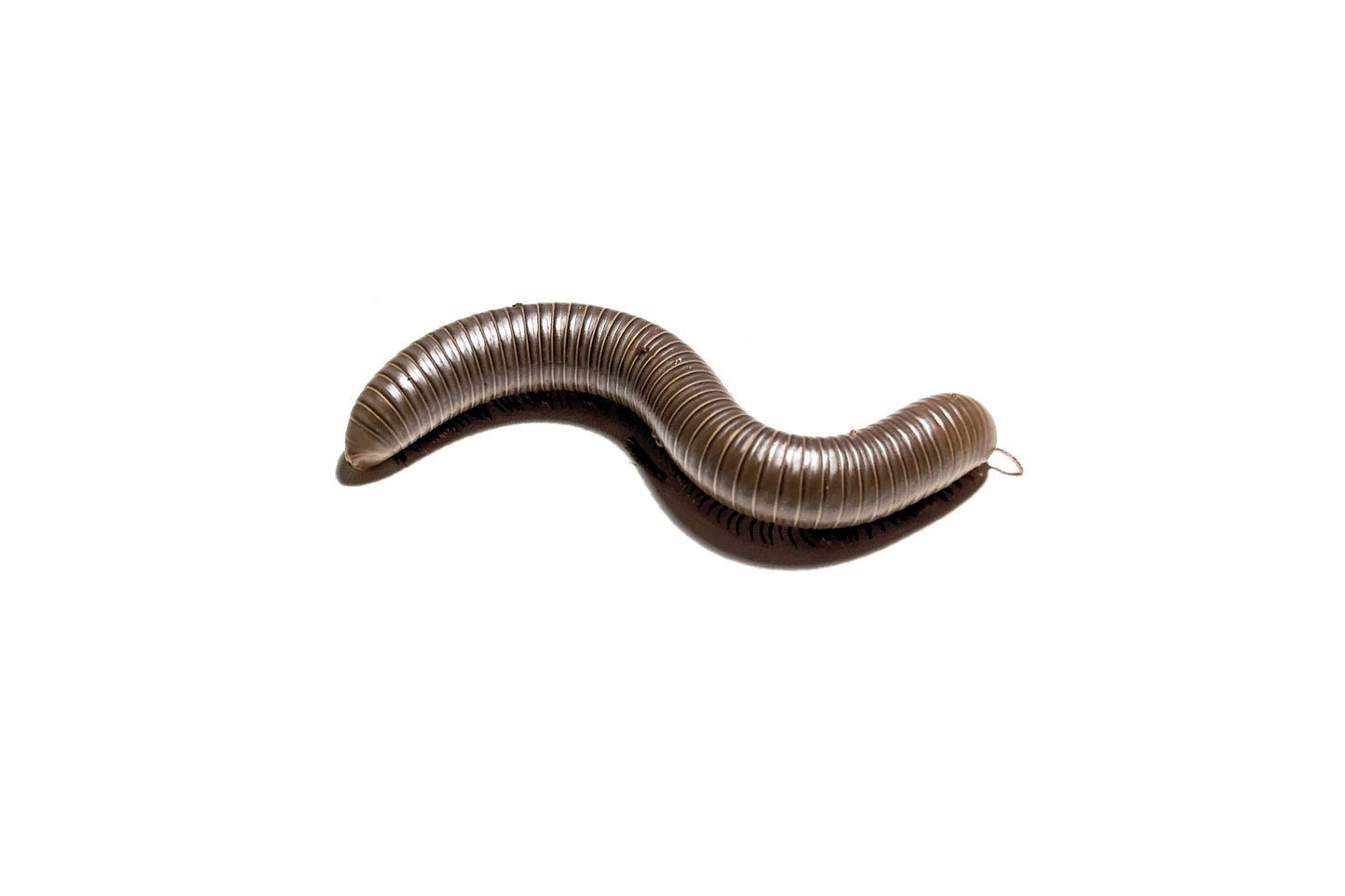 Smokey Oak Millipede