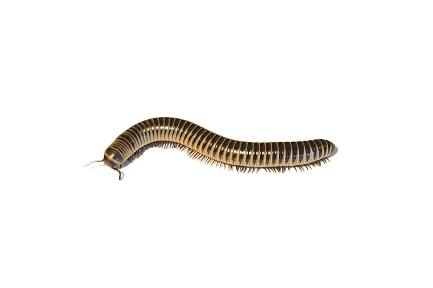 Ivory Millipede