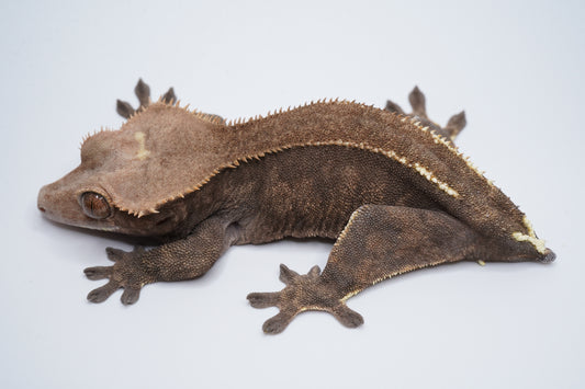 Opposite side of Brownie, a female Cappuccino crested gecko