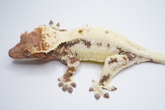 Side view of Mochi showing her Frappuccino pattern