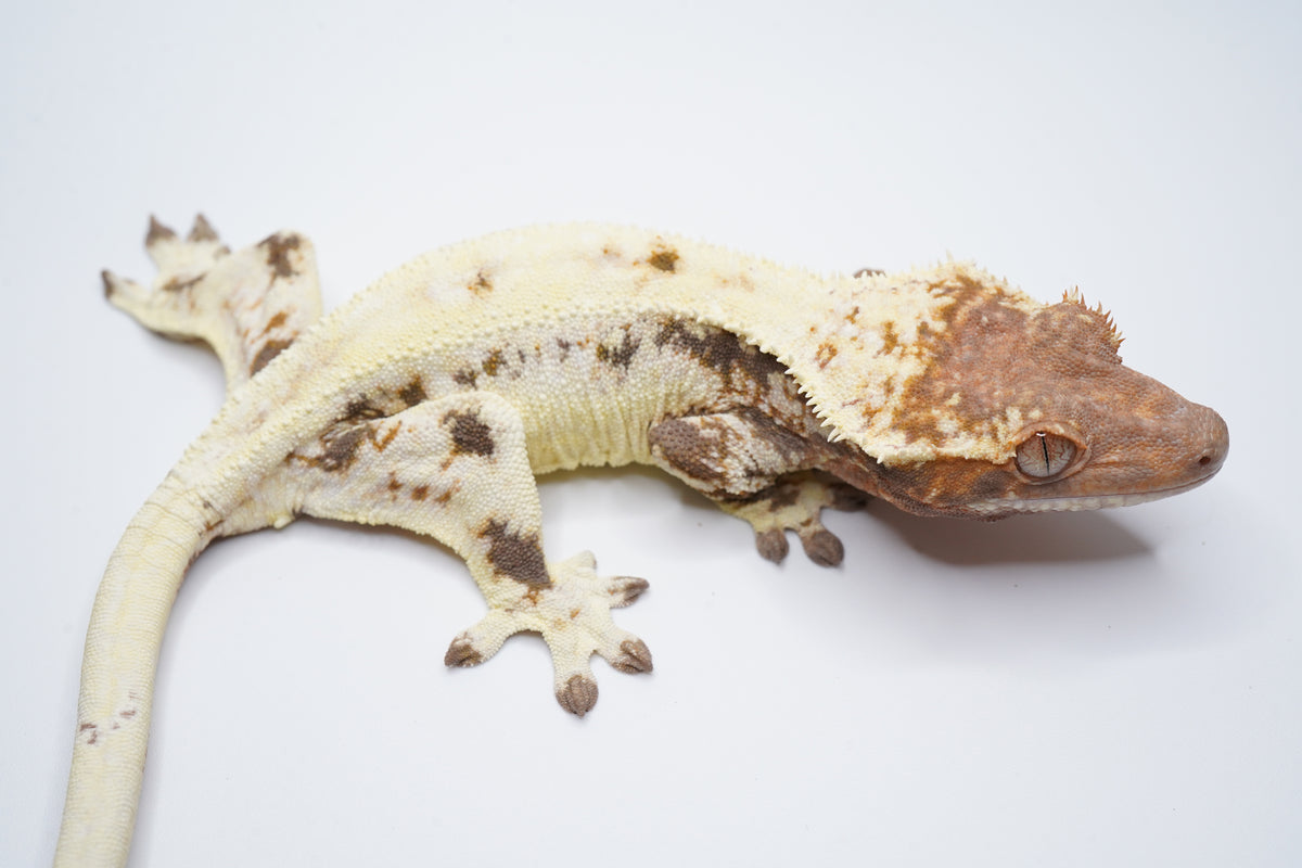 Opposite side of Mochi, a female Frappuccino crested gecko