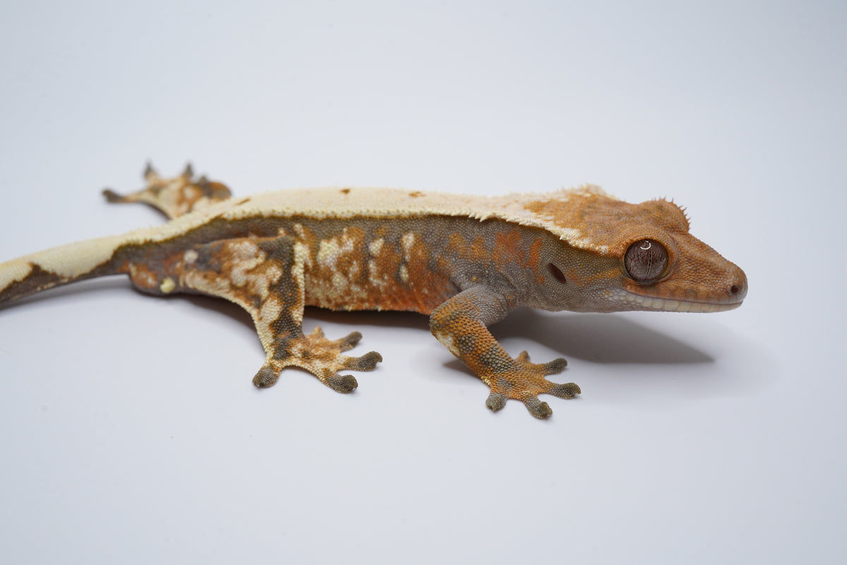 Whitewall Tricolor Sable Boy