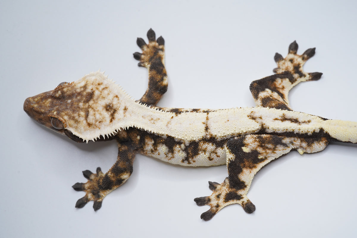 RTB High White Wall Sable Male - Spotless