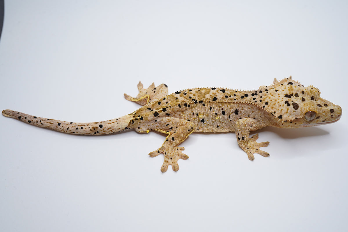 Yellow Base Hypo Phantom Tiger Superdal