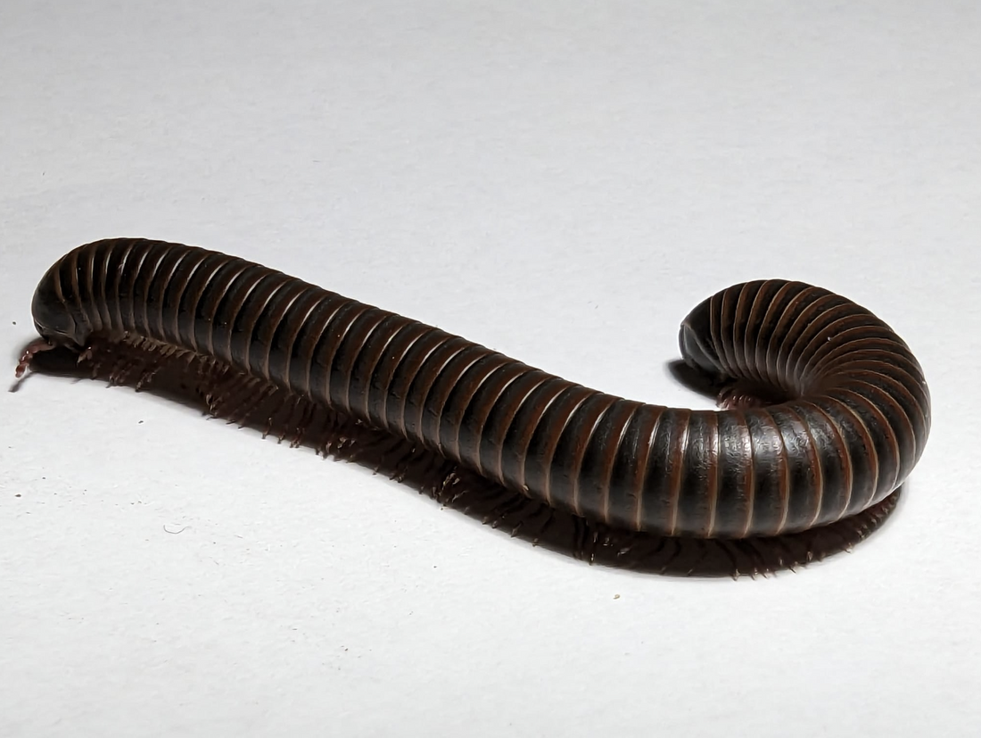 Discover the Benefits of American giant millipedes