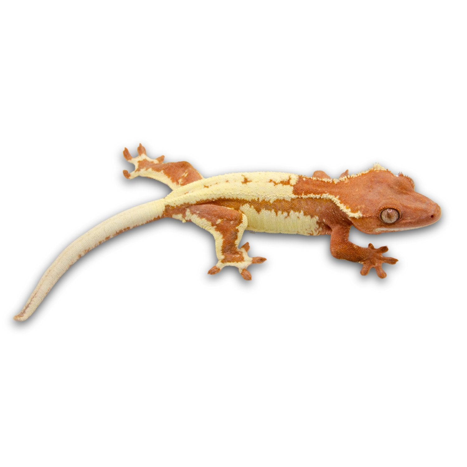 Crested Geckos
