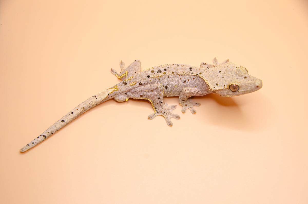 Red Hypo Phantom Dalmatian Inkspot Confetti