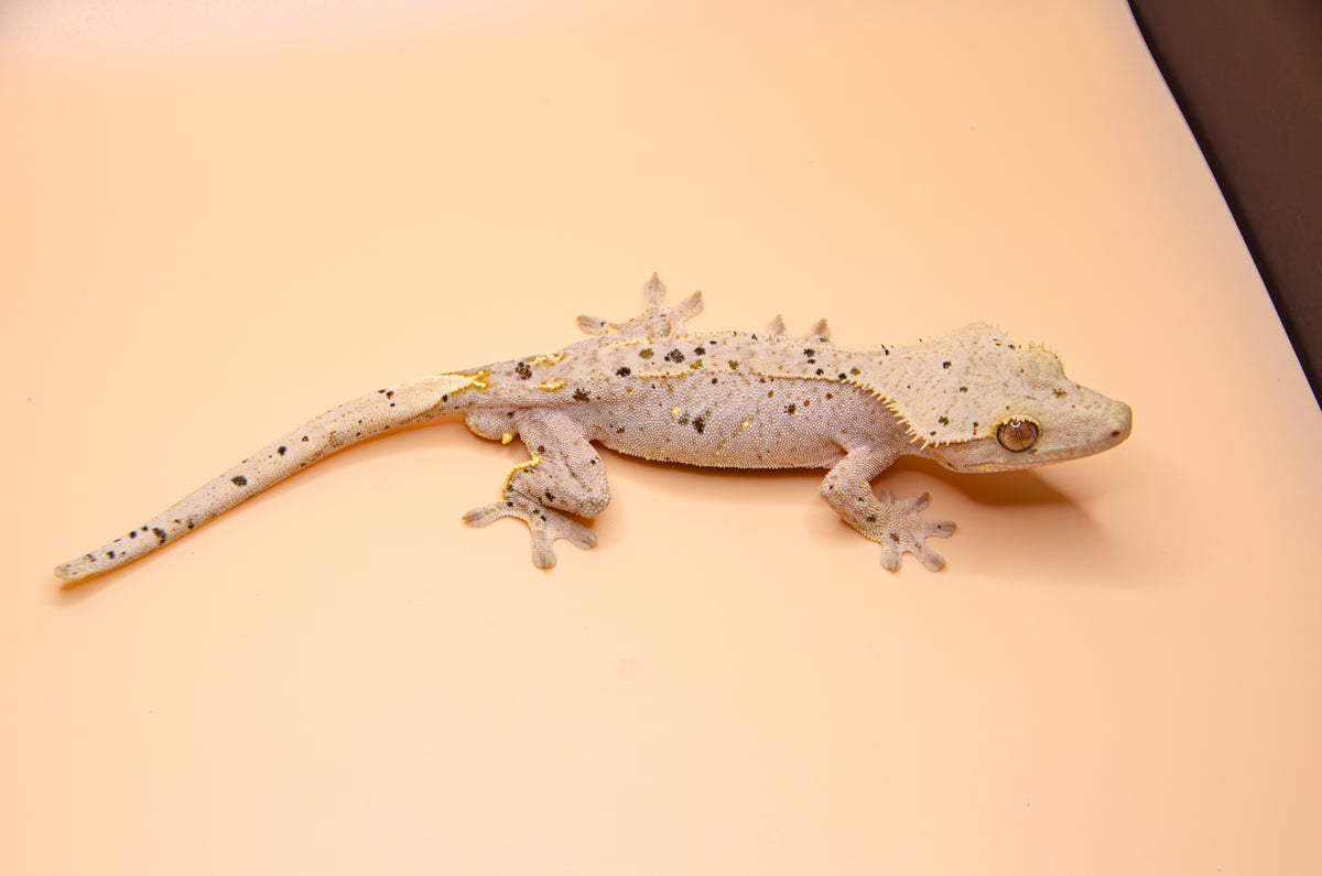 Red Hypo Phantom Dalmatian Inkspot Confetti