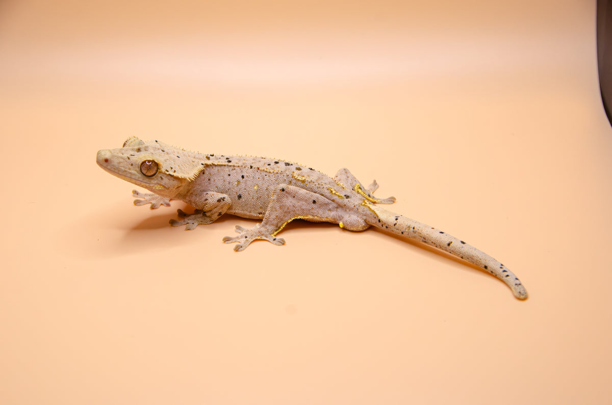 Red Hypo Phantom Dalmatian Inkspot Confetti