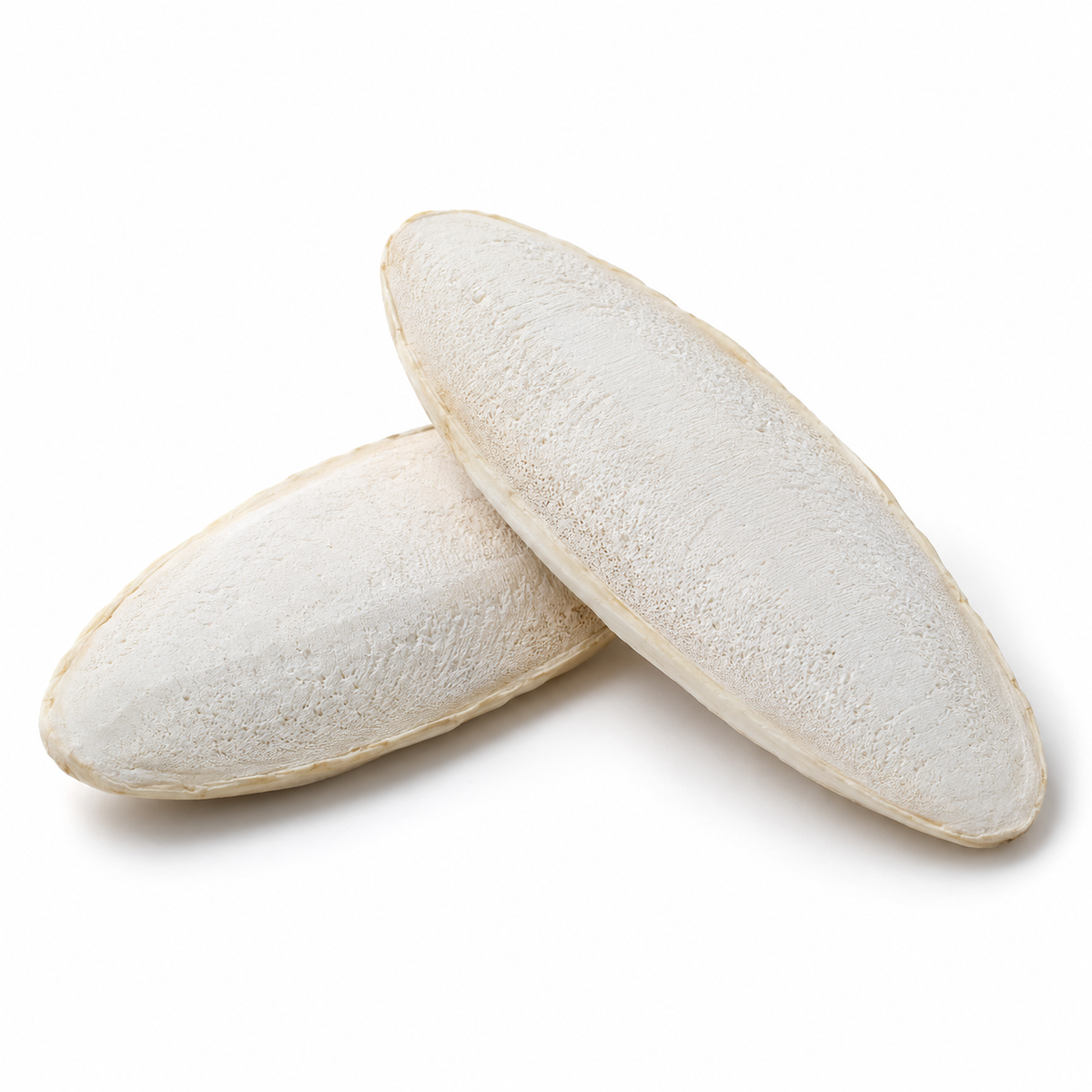 Cuttlebone