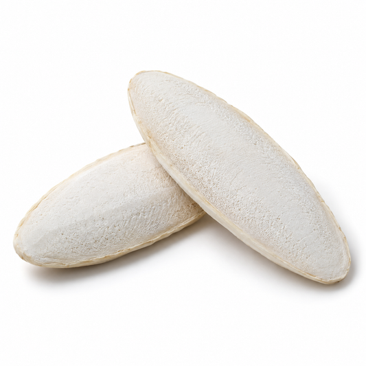 Cuttlebone