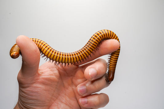 Giant gold millipede