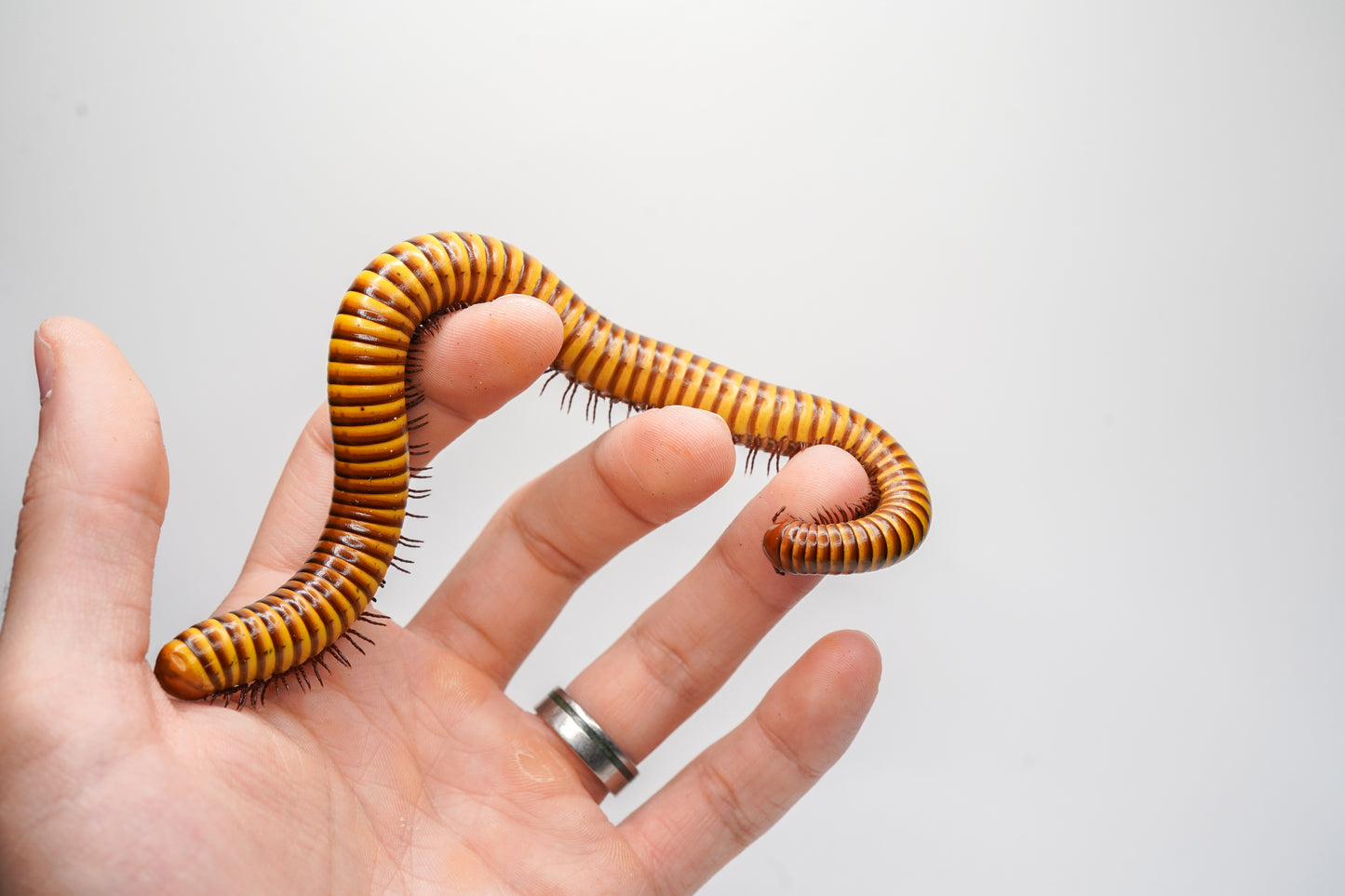 Giant gold millipede