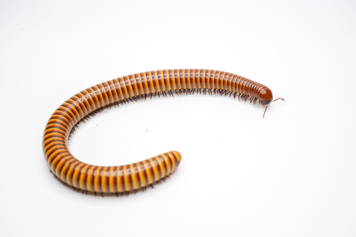 Giant gold millipede