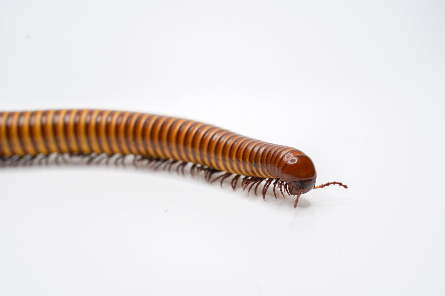 Giant gold millipede