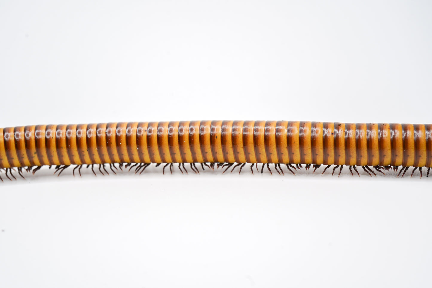 Giant gold millipede