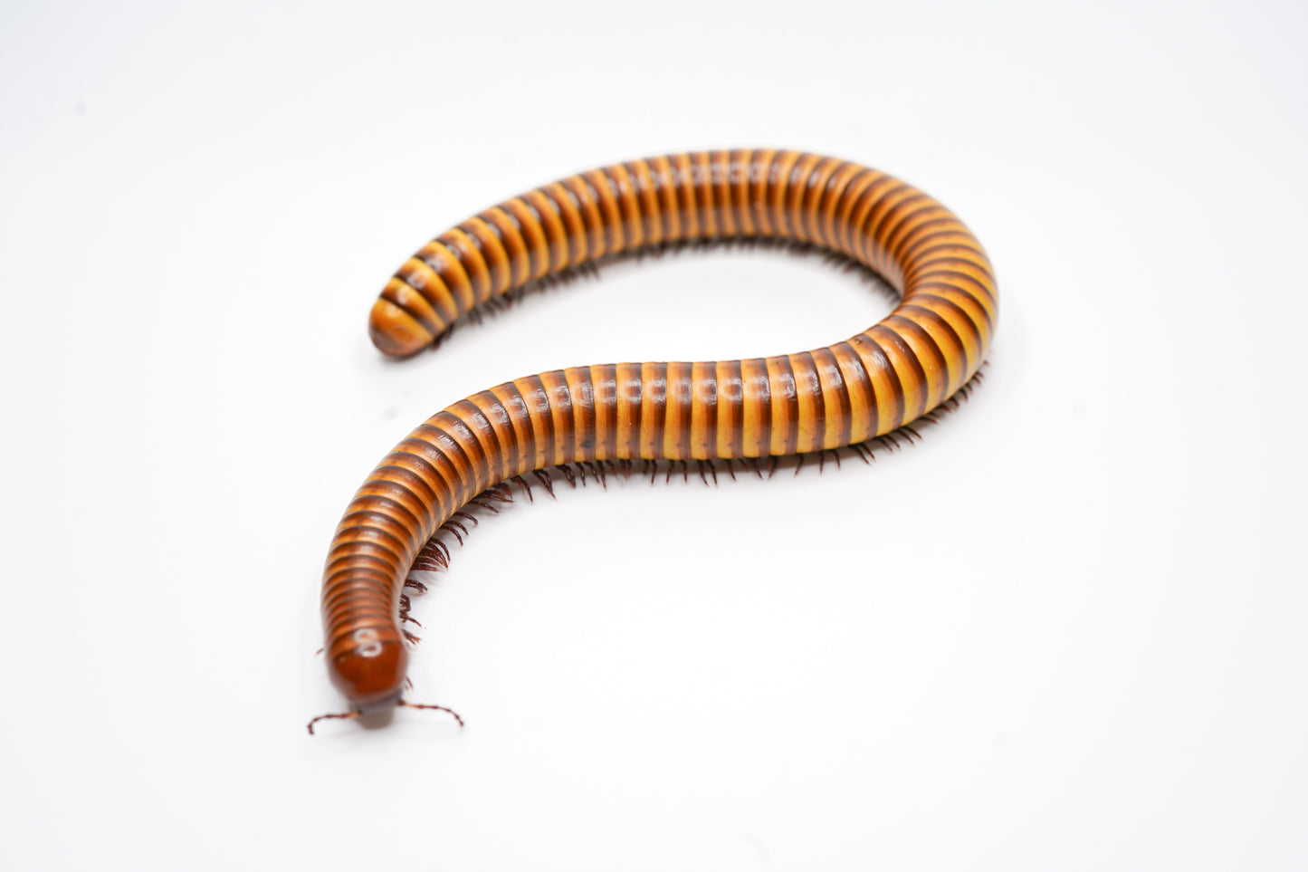Giant gold millipede