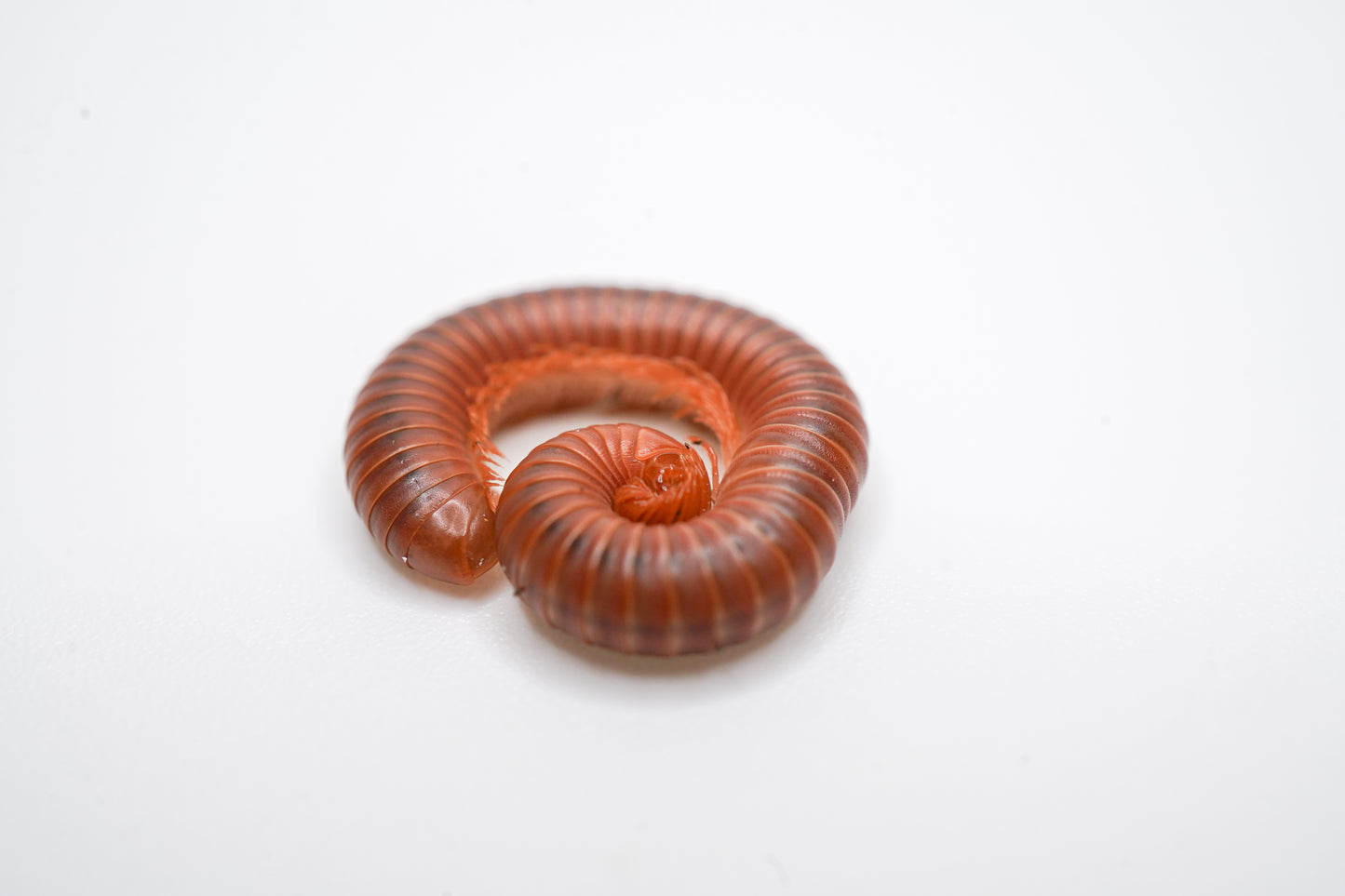 Scarlet Millipede