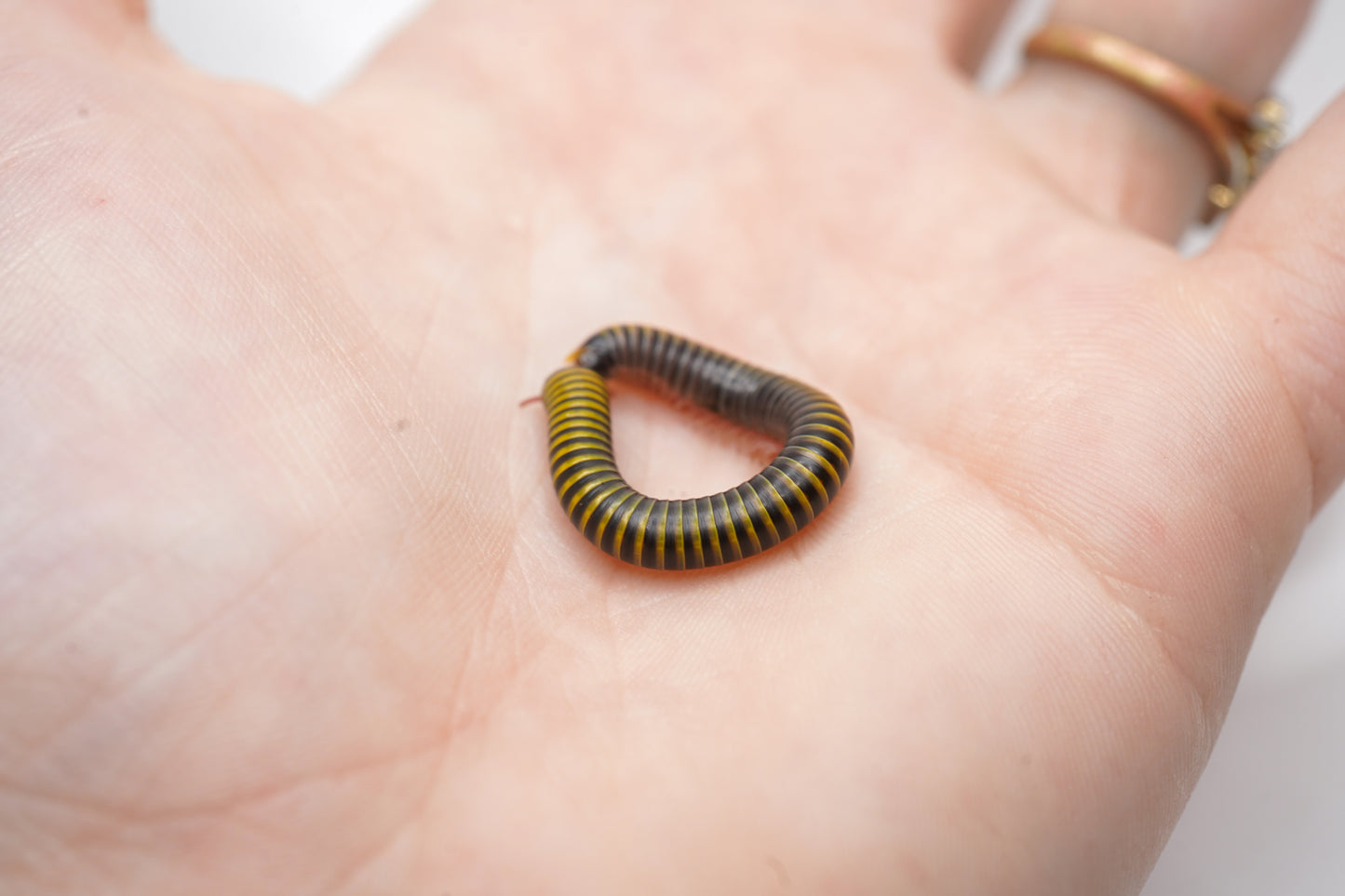 Bumblebee Millipede