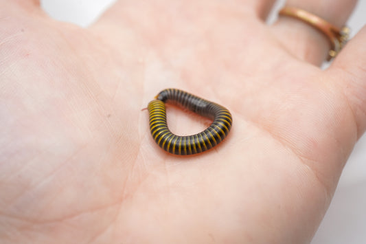 Bumblebee Millipede