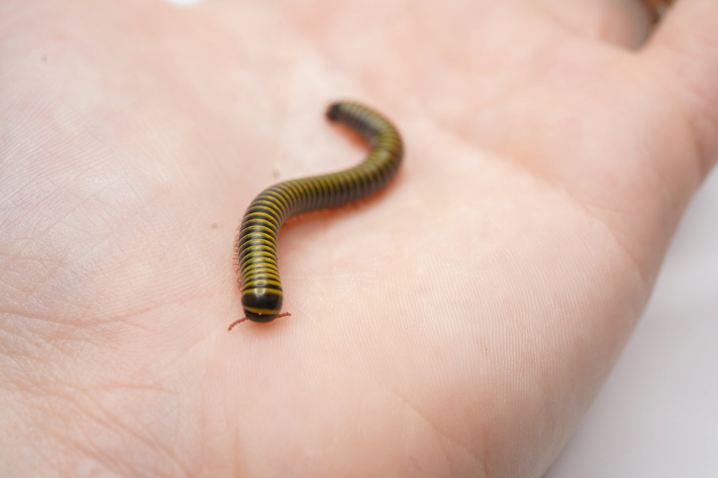 Bumblebee Millipede