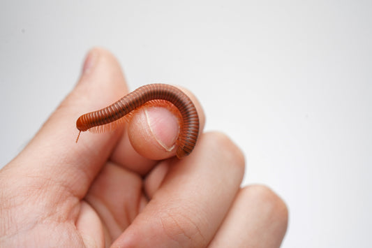 Scarlet Millipede