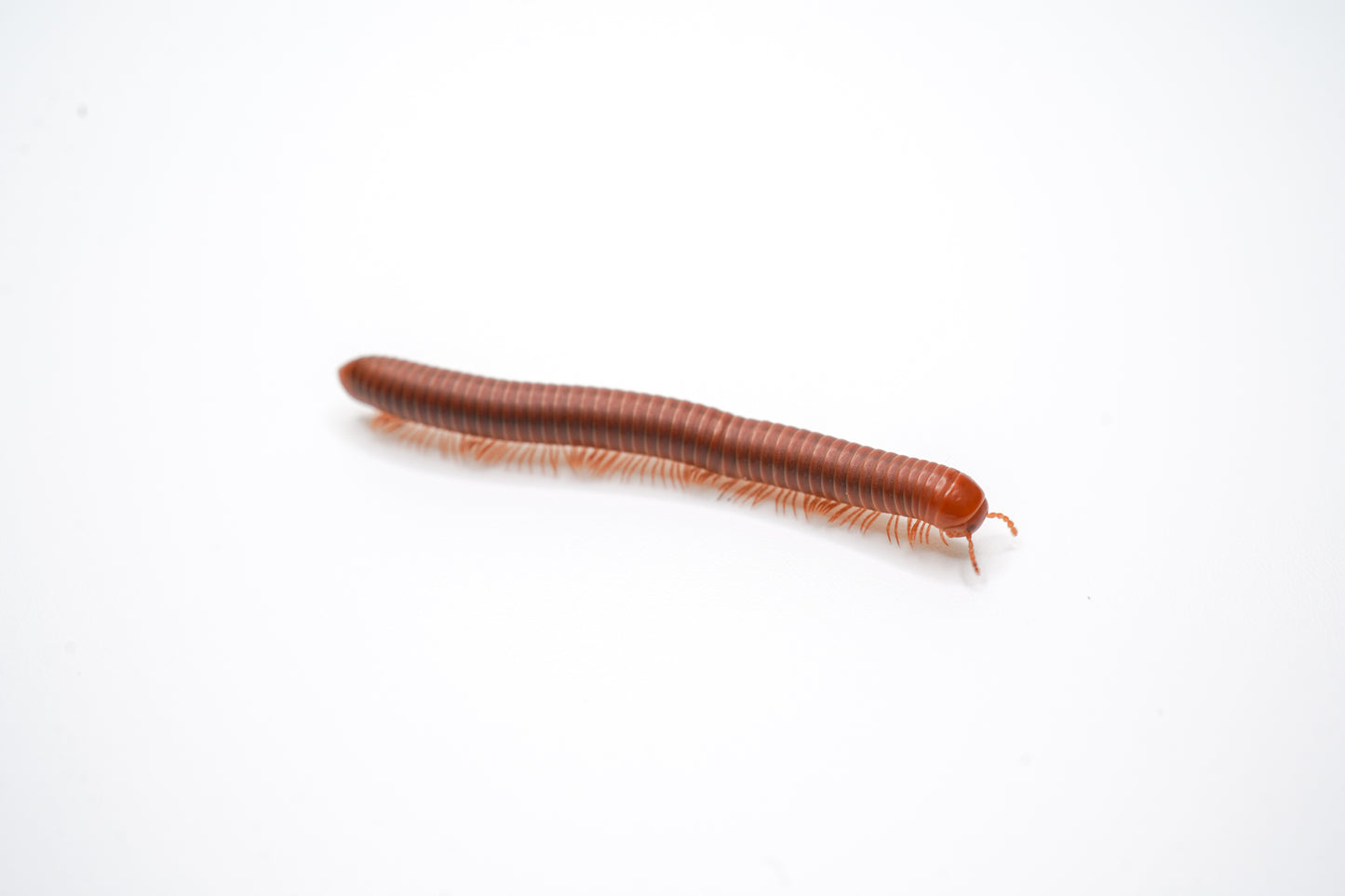 Scarlet Millipede