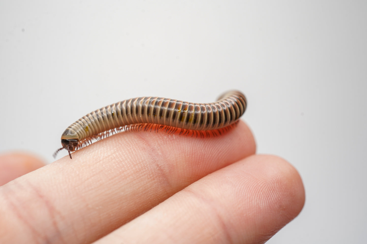 Ivory Millipede