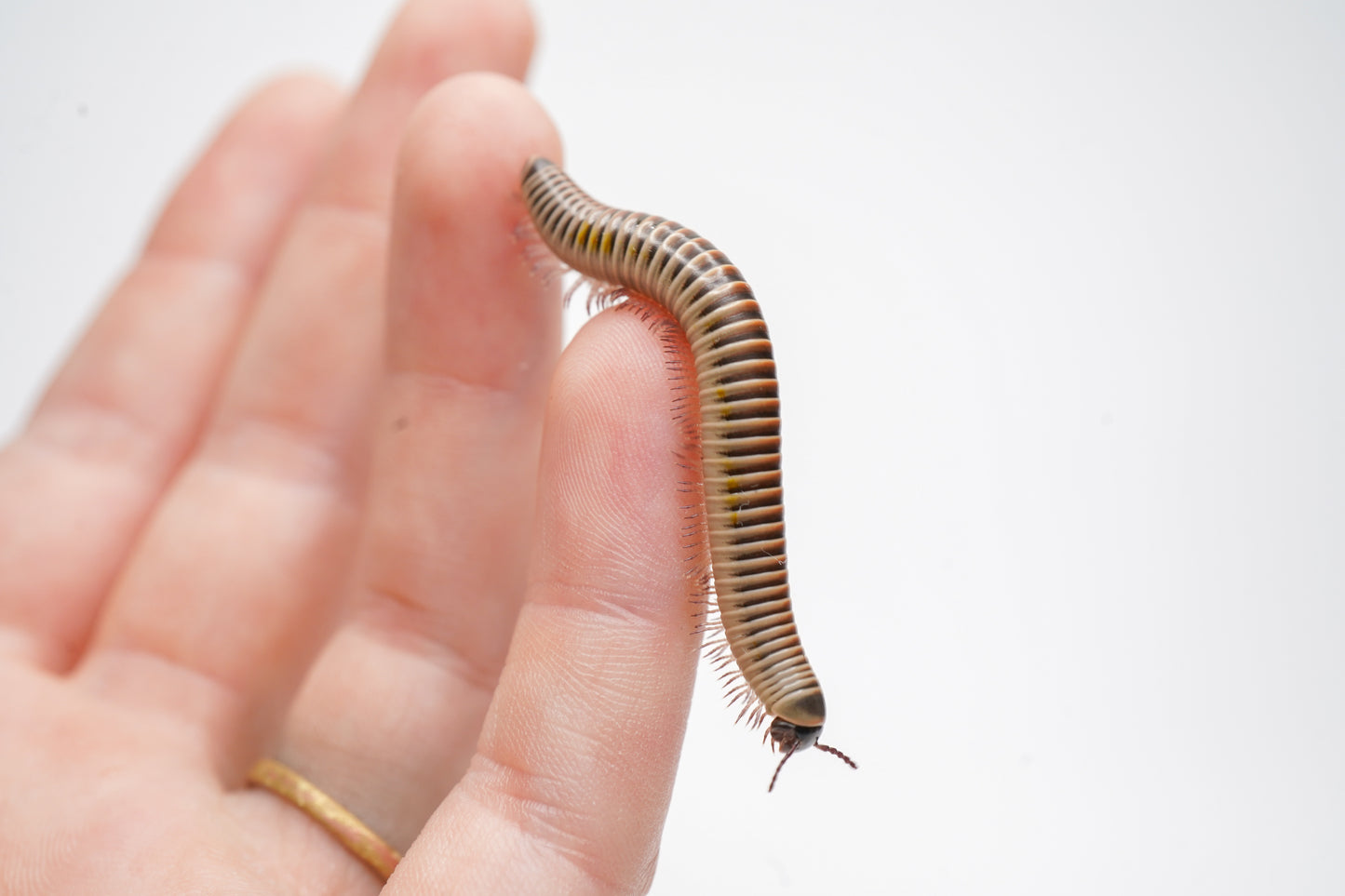 Ivory Millipede