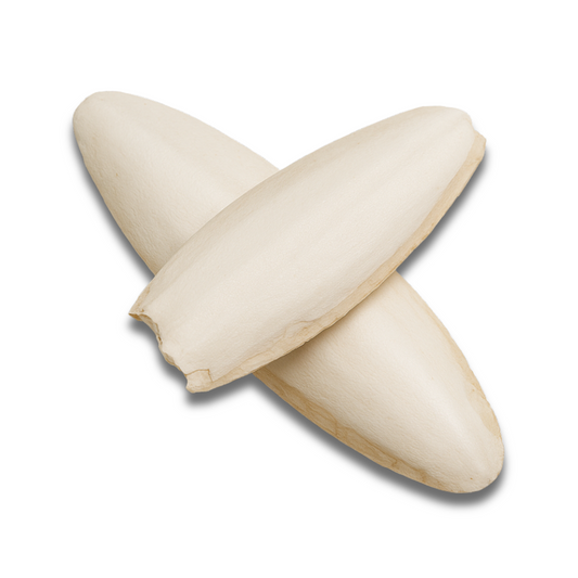 Cuttlebone